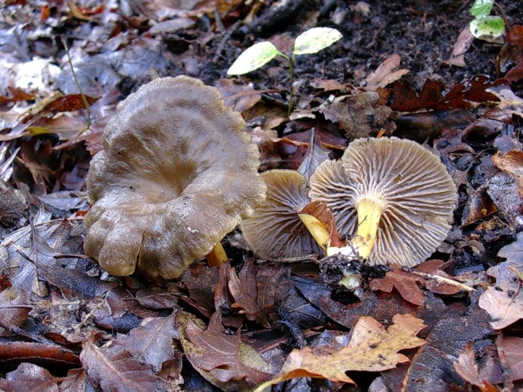 1191 Dicembre vecchio ritrovamento